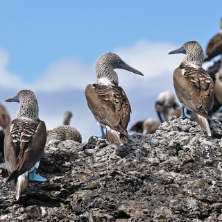 Galapagos - Isabela - Blue-footed boobies